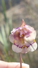 Gladiolus patersoniae