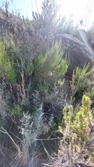 Gladiolus patersoniae