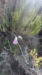 Gladiolus patersoniae
