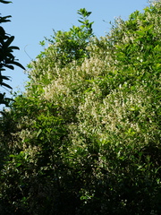 Parsonsia heterophylla