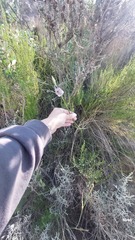 Gladiolus patersoniae