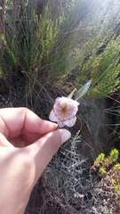Gladiolus patersoniae