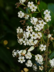 Parsonsia heterophylla