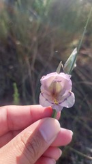 Gladiolus patersoniae
