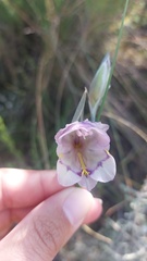 Gladiolus patersoniae
