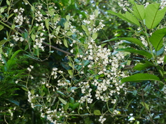 Parsonsia heterophylla