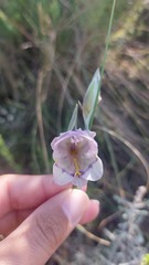Gladiolus patersoniae