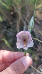 Gladiolus patersoniae