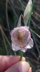 Gladiolus patersoniae