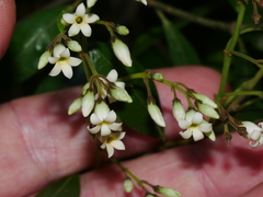 Parsonsia heterophylla