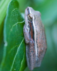 Hyperolius horstockii