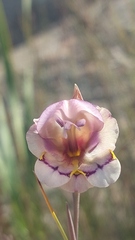 Gladiolus patersoniae