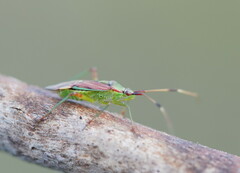 Pseudopantilius australis