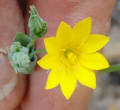 Blackstonia perfoliata