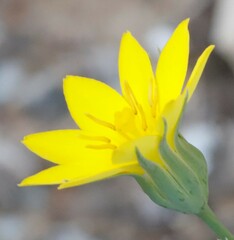 Blackstonia perfoliata
