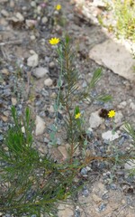 Blackstonia perfoliata