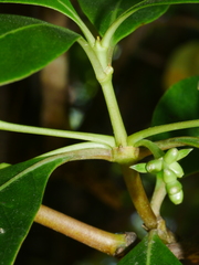 Coprosma lucida