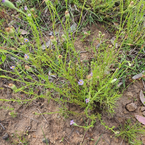 Image of Vittadinia cuneata by no rights reserved