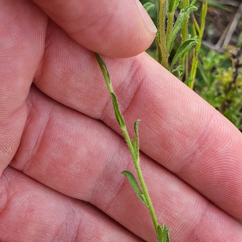 Image of Vittadinia cuneata by no rights reserved