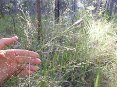 Panicum effusum