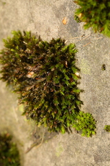 Orthotrichum anomalum