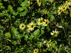 Arctotheca calendula