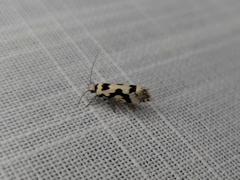 Lichenaula calligrapha