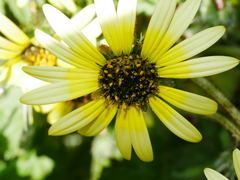 Arctotheca calendula