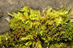 Calliergonella cuspidata