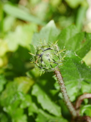 Arctotheca calendula