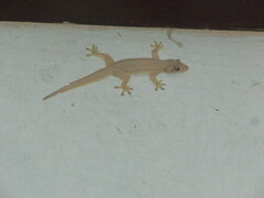 Hemidactylus platyurus