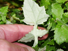 Arctotheca calendula