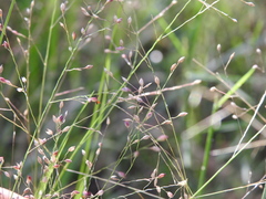 Panicum effusum