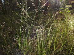 Panicum effusum