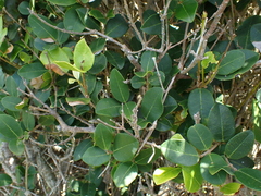 Chionanthus foveolatus