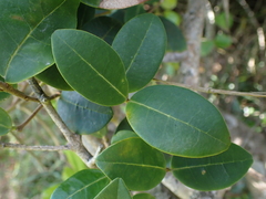 Chionanthus foveolatus