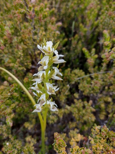 Prasophyllum odoratissimum
