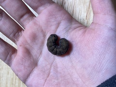 Spodoptera litura