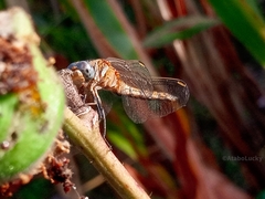 Orthetrum chrysostigma