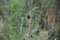 Dipsacus fullonum