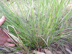 Panicum effusum