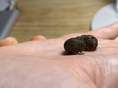 Spodoptera litura