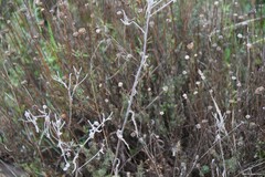 Andryala integrifolia