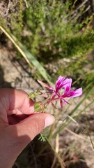 Pelargonium multicaule multicaule