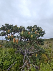 Banksia grandis