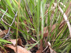 Panicum effusum