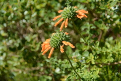 Leonotis ocymifolia