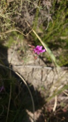 Pelargonium multicaule multicaule