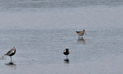 Limosa lapponica
