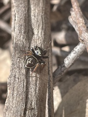 Zenodorus orbiculatus
